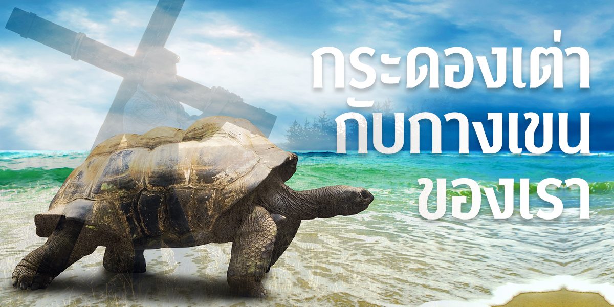 กระดองเต่ากับกางเขนของเรา