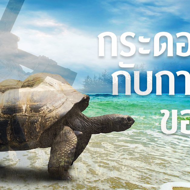 กระดองเต่ากับกางเขนของเรา